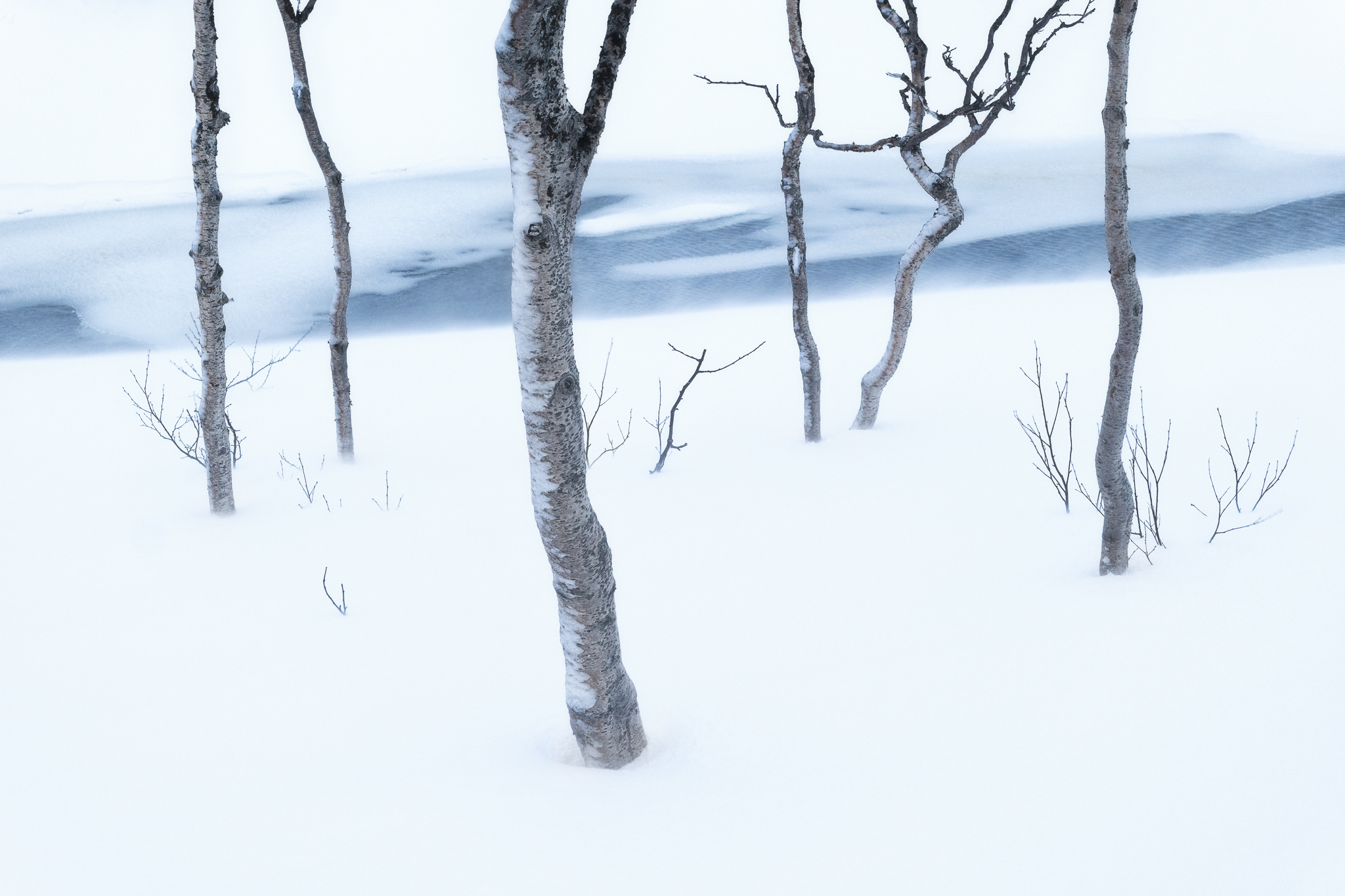 Arctic Tenacity